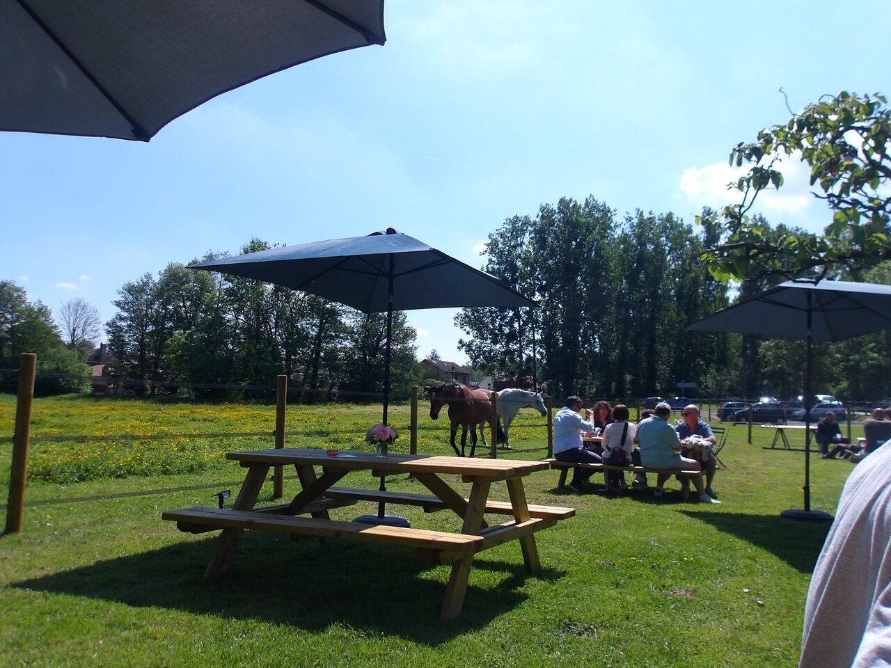 Déjeuner à l'ombre des parasols, chevaux dans le pré voisin